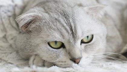 开云esports-NBA与中国电竞品牌探索合作模式，nba电竞battle