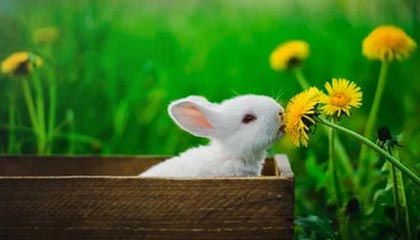 开云集团中国官网-爵士大将戈贝尔连续场砍下+板，戈贝尔27+12爵士轻取雄鹿